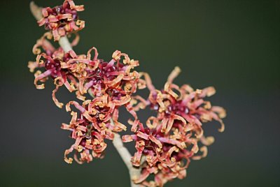 Hamamelis x intermedia - vilín prostřední - květy na větvičce